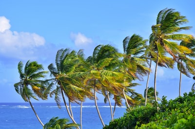 白天海边的绿色椰子树